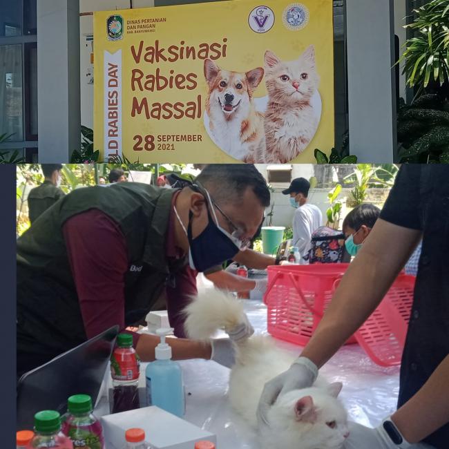 Peringati Hari Rabies sedunia,Ratusan Hewan Di Banyuwangi di Vaksin Masal